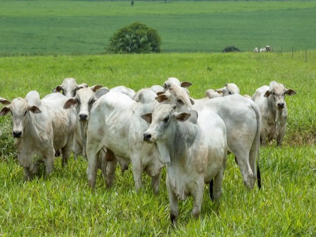 Febre aftosa: MT e MS esto fora da 1 etapa e no precisam aplicar vacina em rebanho 