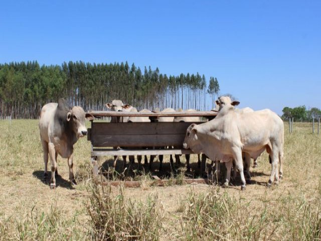 Desastres naturais prejudicaram agropecuria de MS em R$ 18,5 bilhes