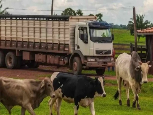 Aplicativo para transporte de cargas vivas volta a ser obrigatrio em Mato Grosso do Sul