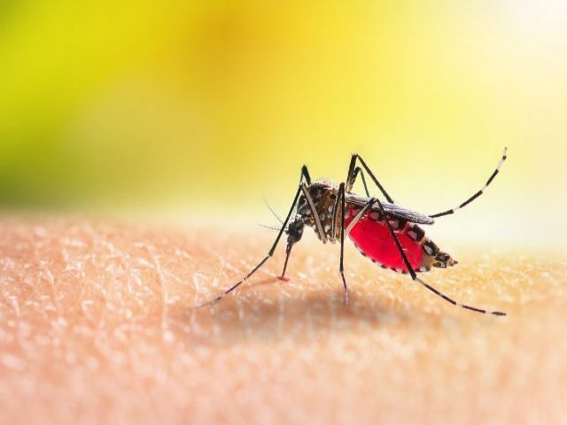 Prefeitura de Maracaju divulga atualizao do Boletim Epidemiolgico da Dengue