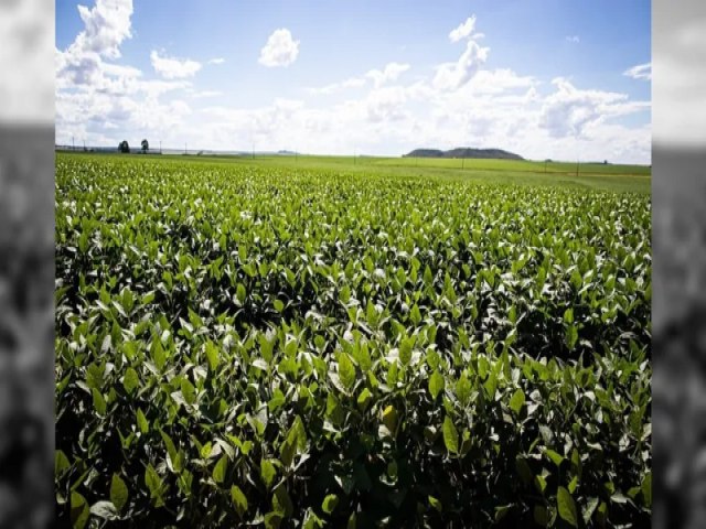 Monitoramento agrcola indica que umidade do solo favoreceu lavouras