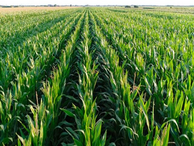 Chuva de domingo vai render 'milhes' aos agricultores de Mato Grosso do Sul