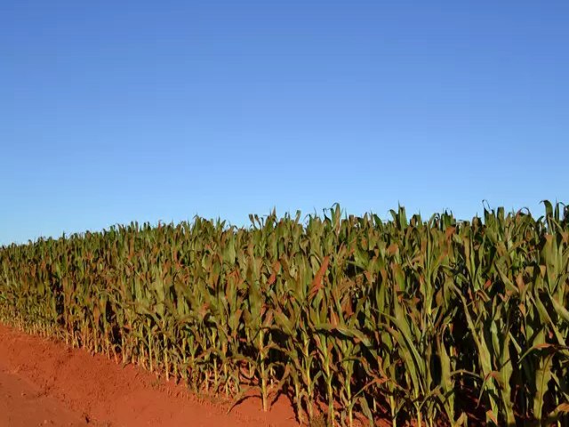 Monitoramento afirma que El Nio j afeta clima nas reas produtoras de milho