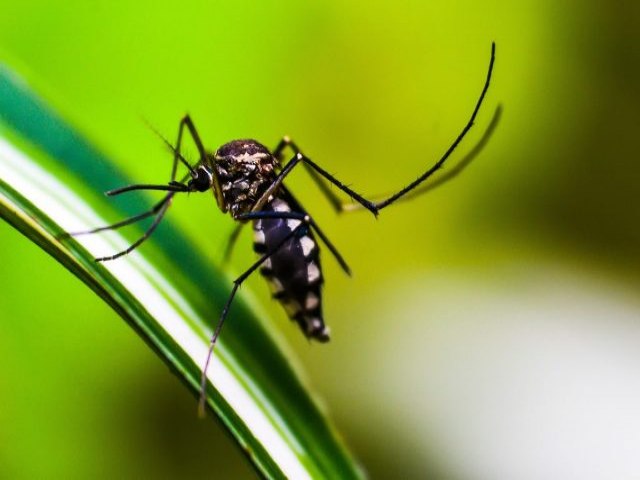 Prefeitura de Maracaju divulga atualizao do Boletim Epidemiolgico da Dengue