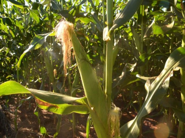 Mato Grosso do Sul pode ter uma nova supersafra de milho