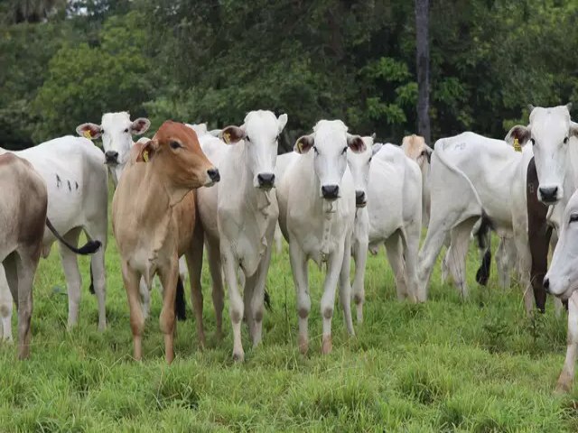 Iagro prorroga para 15 de junho cadastro da pecuria e declarao de rebanhos