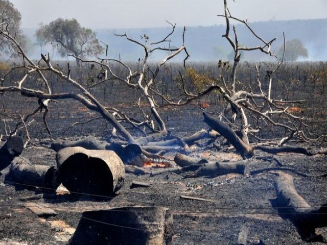 Relatrio aponta desmatamento de 183,6 mil hectares nos ltimos quatro anos em Mato Grosso do Sul