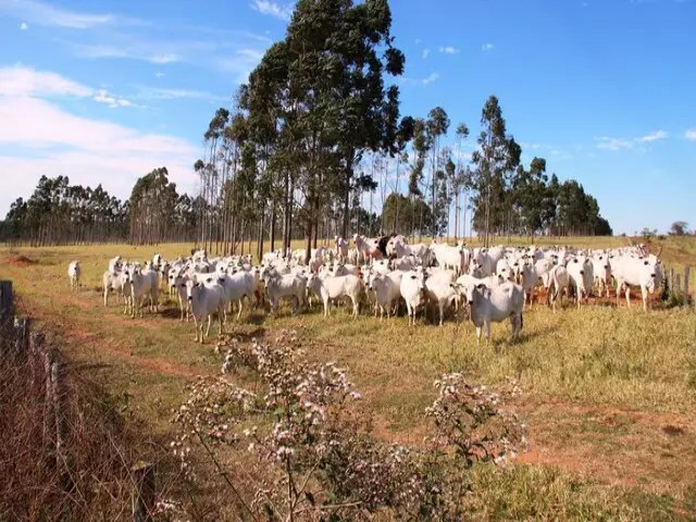 Iagro prorroga para 30 de junho cadastro da pecuria e declarao de rebanhos