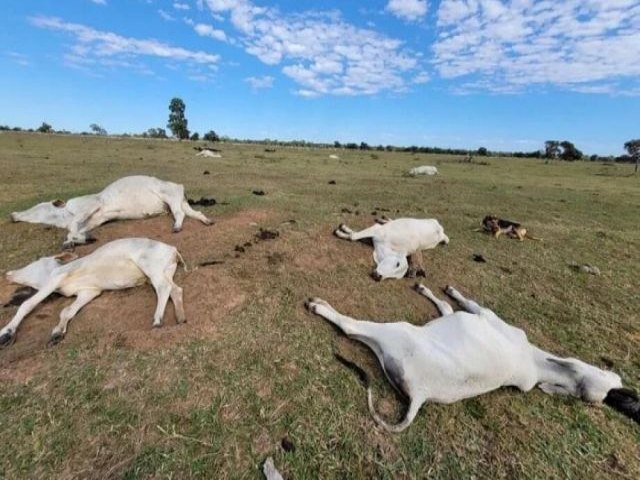 Frente fria provoca morte de centenas de bovinos em Mato Grosso do Sul