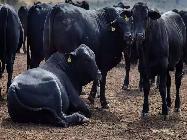 Frente fria causou a morte 2.725 cabeas de gado no Estado