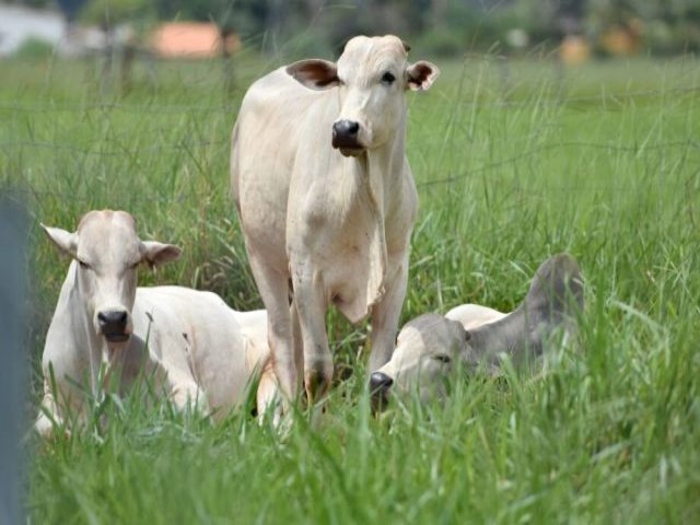 Mato Grosso do Sul tem o 5 maior rebanho bovino confinado do Pas