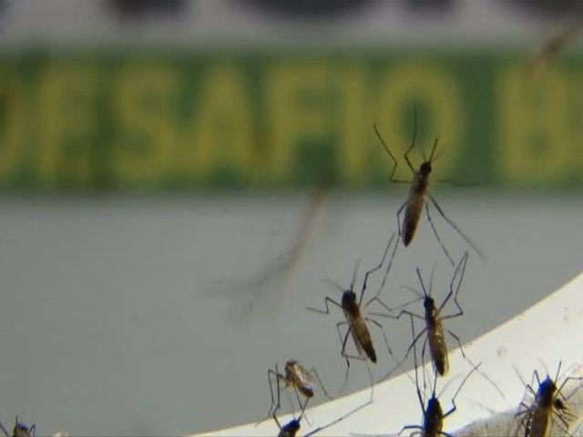 Prefeitura de Maracaju divulga Boletim Epidemiolgico da Dengue