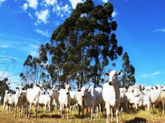 Prazo termina com quase 98% dos rebanhos cadastrados em Mato Grosso do Sul