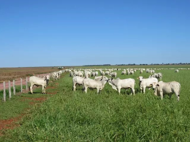 Produtividade cresce 87% em 12 anos entre produtores do Rally da Pecuria