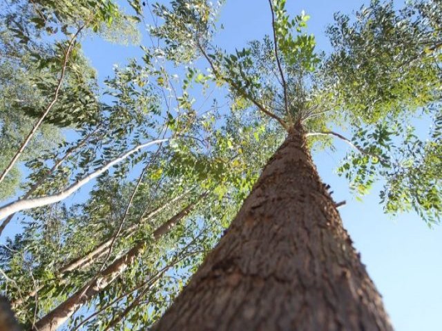 Estmulo ao desenvolvimento sustentvel vai fazer de Mato Grosso do Sul 1 Estado Carbono Neutro do Brasil