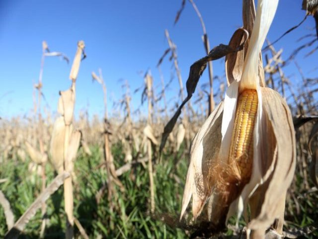 Colheita do milho segue lenta em MS e chega a 202,2 mil hectares