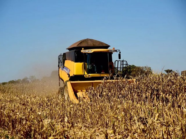 Colheita do milho avana em MS, com atraso e saca do gro desvalorizada