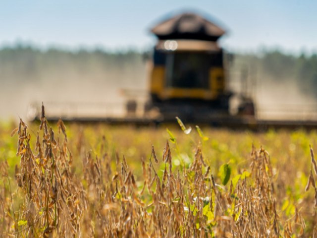 Produo de gros  estimada em 320,1 milhes de toneladas com ganhos de rea e produtividade