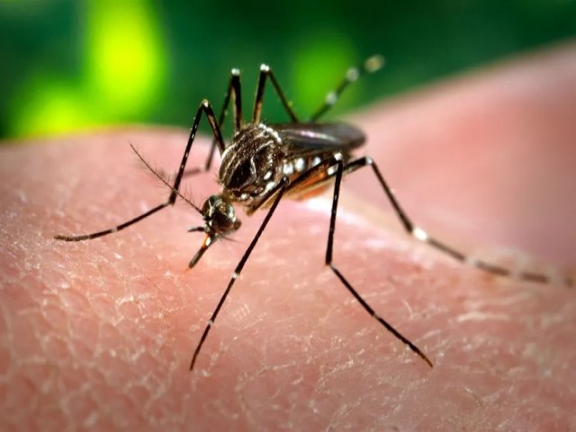 Prefeitura de Maracaju divulga Boletim Epidemiolgico da Dengue