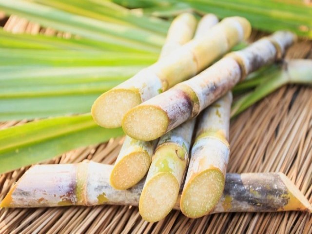 Crescem a produtividade e a qualidade da cana em Mato Grosso do Sul