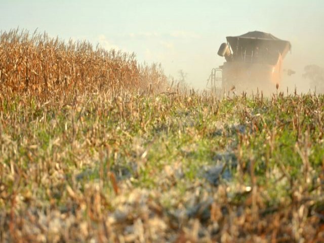 Colheita do milho segunda safra tem atraso e atinge 42% no Mato Grosso do Sul