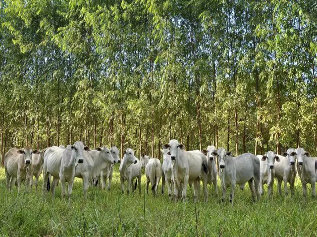 Eucalipto j ocupa 1,3 milho de hectares e deve tomar reas da pecuria