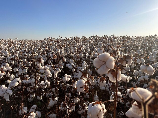 Com desvalorizao de 50% nos preos, algodo encerra colheita em MS