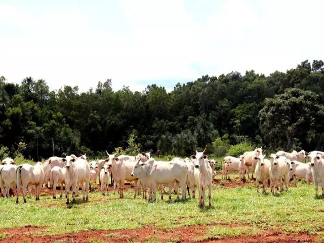 Arroba do boi 'derrete' e fecha agosto abaixo dos R$ 200,00 em MS