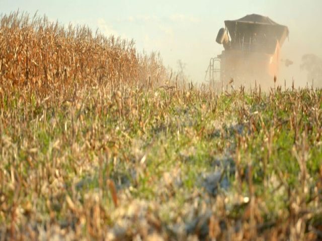 Preo da saca de milho recua 47,54% em 2023 no Mato Grosso do Sul