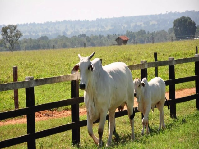 IBGE: pecuria brasileira tem aumento de 17,5% e bate recorde de valor de produo