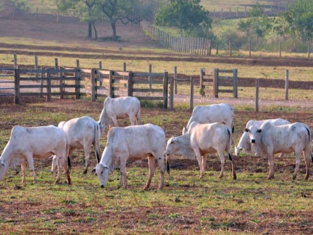 Arroba do boi sobe 16,6% em um ms no Estado e registra tendncia de valorizao