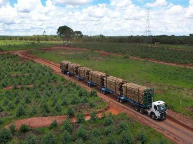 Brasil pode ficar sem madeira para construo civil; enquanto indstria da celulose cresce no MS