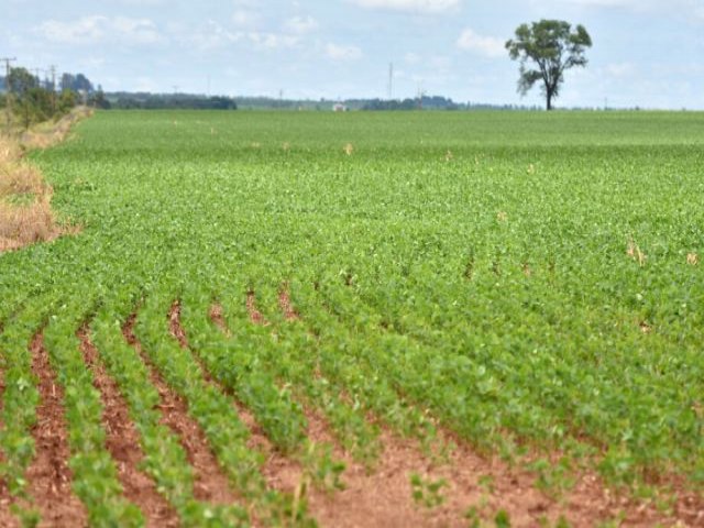 Atraso das chuvas pode impactar a produtividade da soja em Mato Grosso do Sul