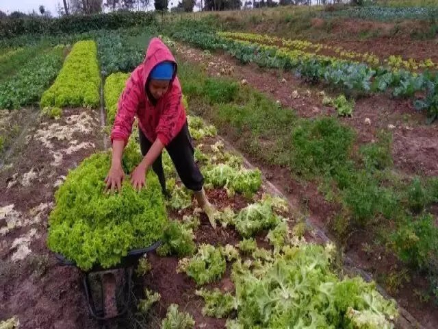 Pequenos agricultores podem vender produo para Governo de MS