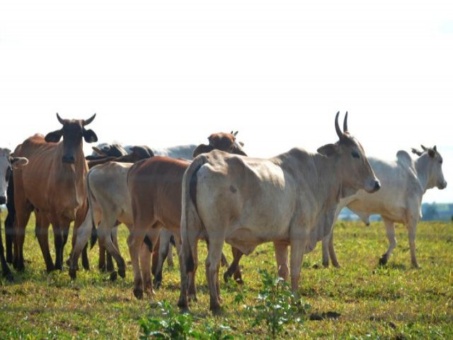 Exportaes de carne bovina registram queda de 21% em Mato Grosso do Sul