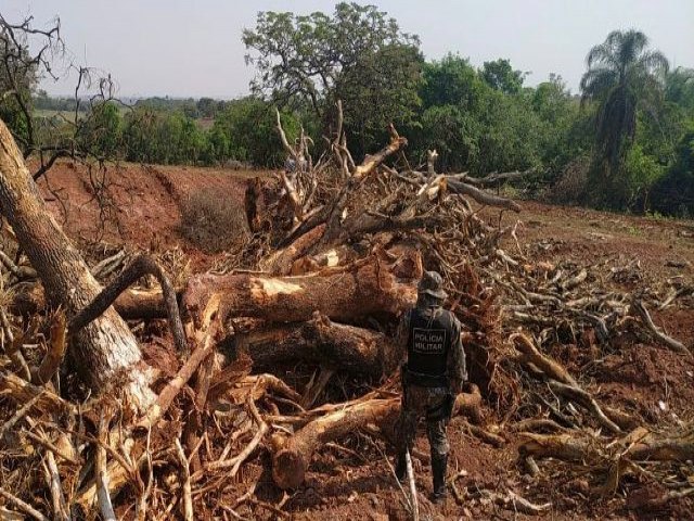 Maior parte de desmatamentos ilegais em MS so 'camuflados' em autorizaes legais