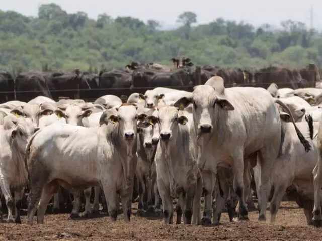 Produtores rurais tm at o dia 30 para declarar rebanhos em Mato Grosso do Sul