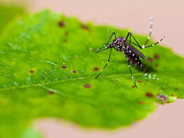 Prefeitura de Maracaju divulga Boletim Epidemiolgico da Dengue de 01/01 a 18/11