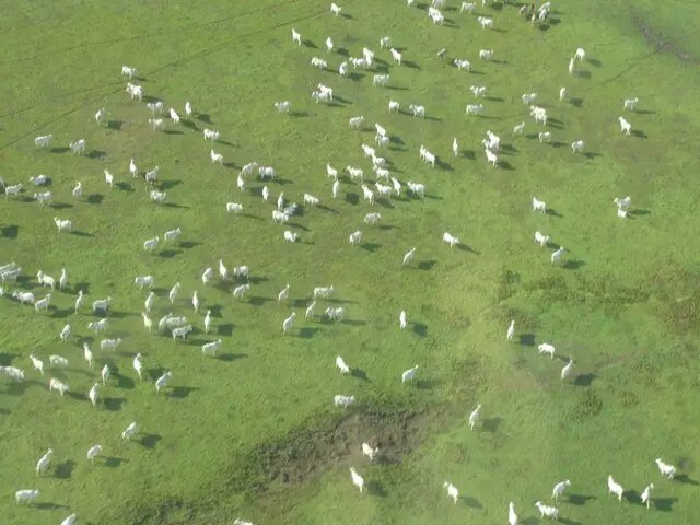 Texto do projeto que cria Lei do Pantanal estabelece reas 'intocveis'