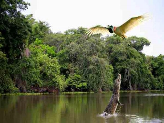 Lei probe cultivo de soja, cana, eucalipto e confinamento de gado no Pantanal