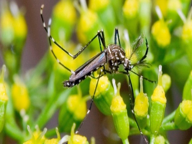 Nmero de mortes por dengue em 2023  o segundo maior em dez anos em MS