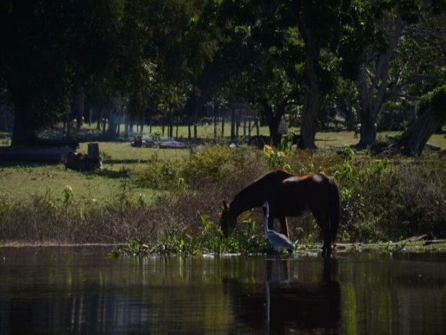 Emenda aprovada na Assembleia libera confinamento no Pantanal