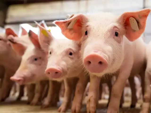 MS amplia exportaes de carne suna em 25% e fica em 6 no ranking nacional