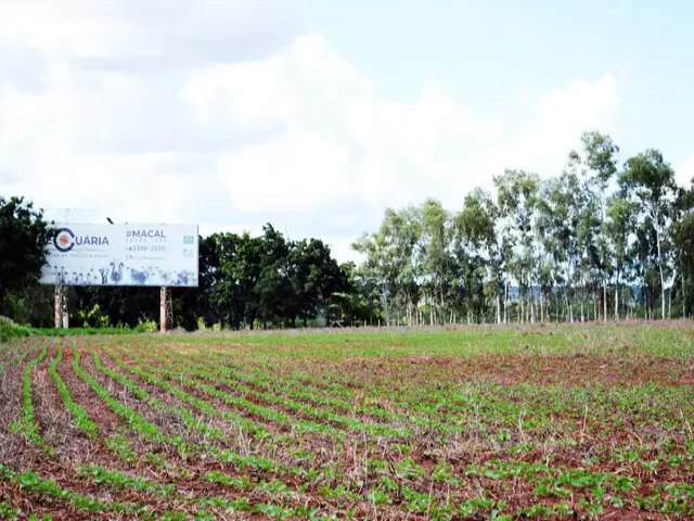 Soja em MS entra na reta final com 4,1 milhes de hectares plantados