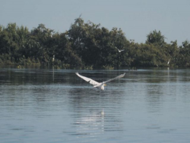 Sancionada hoje, Lei do Pantanal  Mato Grosso do Sul, entra em vigor em fevereiro