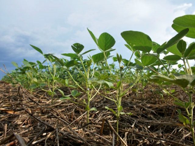 Calor intenso provoca replantio de 107 mil hectares de soja em MS