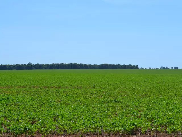 Sobe para 4 as ocorrncias de ferrugem-asitica em Mato Grosso do Sul