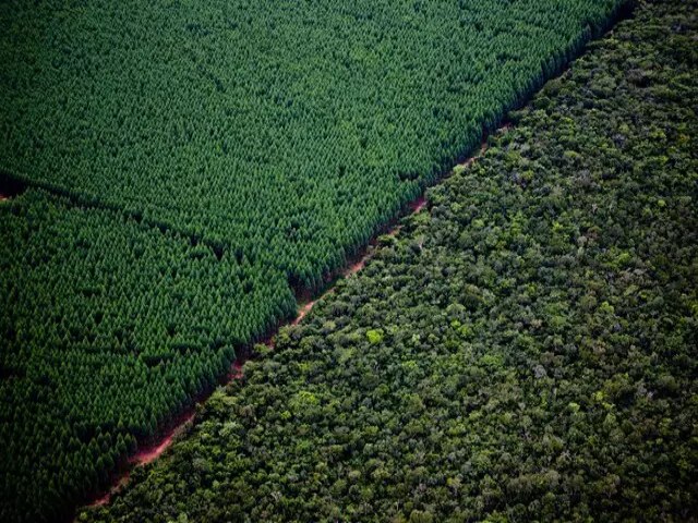 Fbrica de celulose compra 70 mil hectares em MS por R$ 1,8 bilho