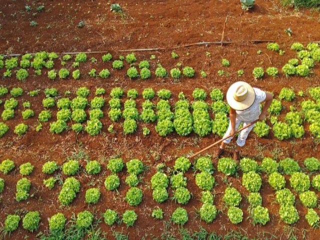 Agricultura familiar corresponde a 30% da merenda na rede estadual de MS