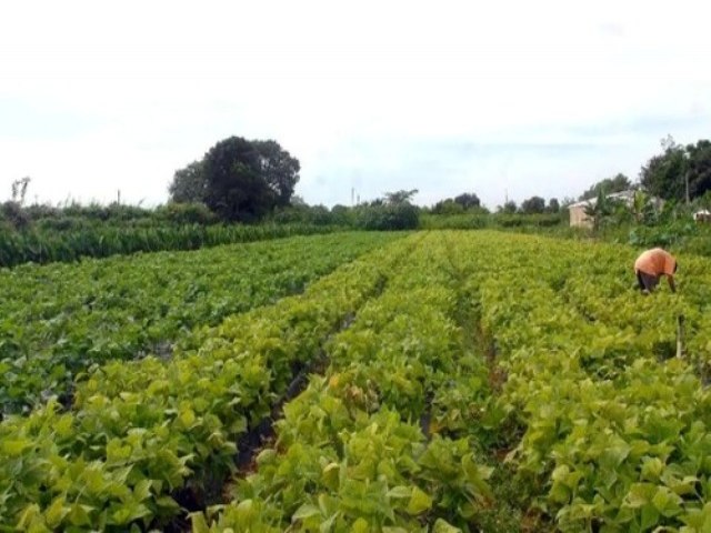 OUA: Elevada importao de fertilizantes deixa agricultura brasileira vulnervel, alerta Embrapa